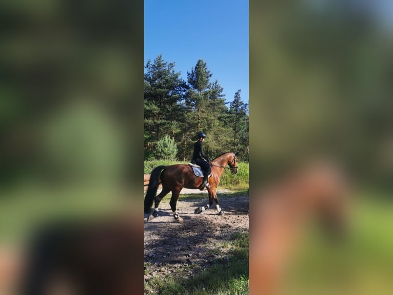 KWPN Castrone 15 Anni 175 cm Baio nero in Hausen