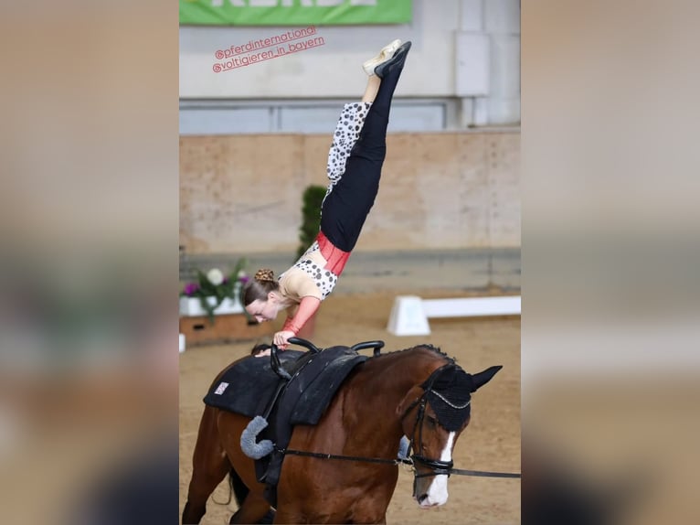 KWPN Castrone 15 Anni 175 cm Baio nero in Hausen