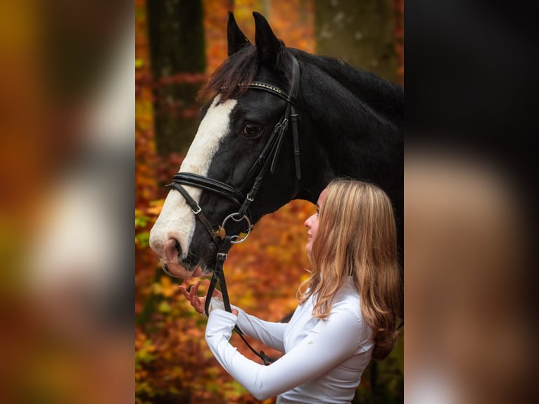 KWPN Castrone 15 Anni 175 cm  in Adelsheim