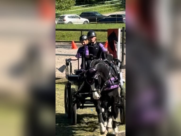 KWPN Castrone 15 Anni 175 cm  in Adelsheim