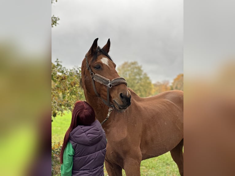KWPN Castrone 15 Anni 185 cm Baio in Wahlstedt