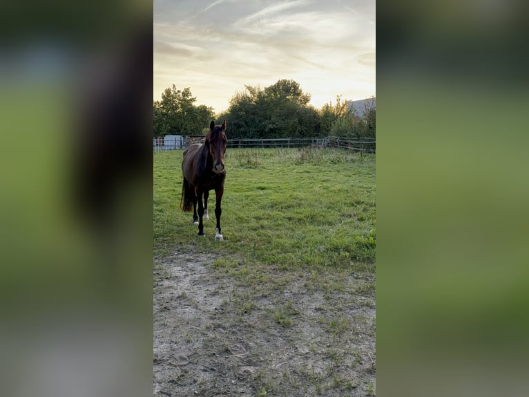 KWPN Castrone 15 Anni Baio in Herford