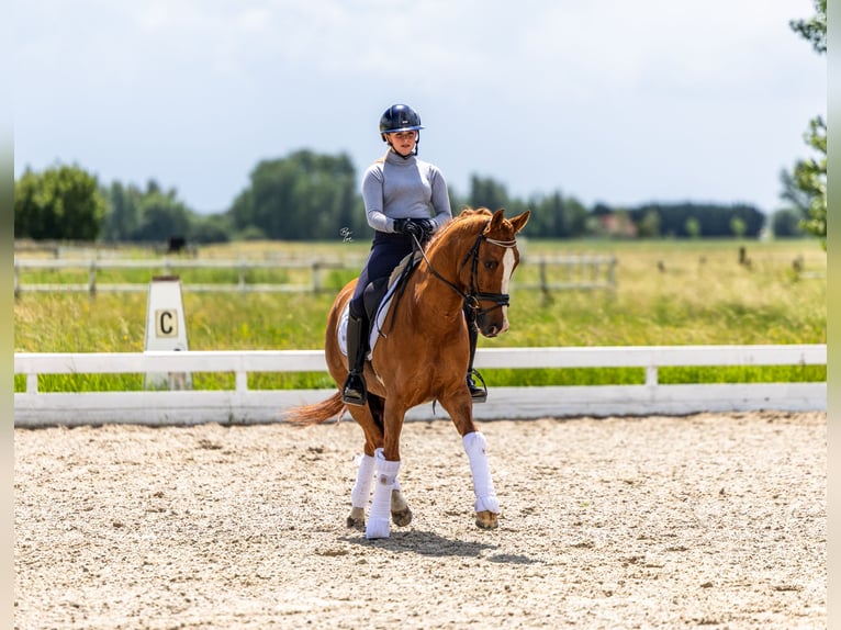 KWPN Castrone 15 Anni Sauro in Strijen