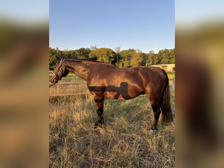 KWPN Castrone 16 Anni 163 cm Baio nero in Kaulille