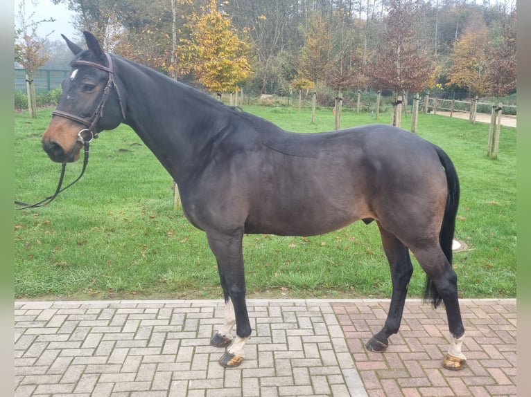 KWPN Castrone 16 Anni 164 cm Baio in Wettrup