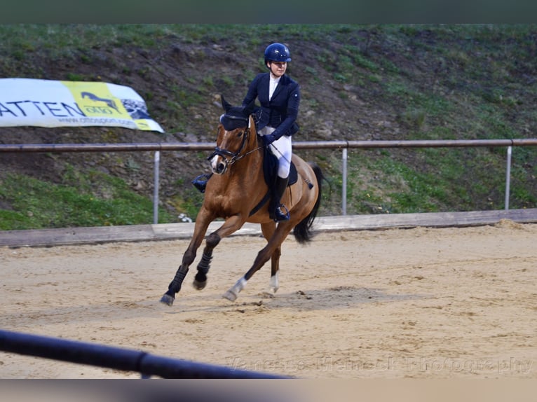 KWPN Castrone 16 Anni 165 cm Baio in Dinkelsbühl