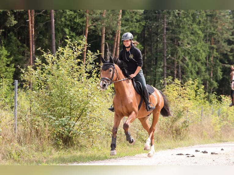 KWPN Castrone 16 Anni 165 cm Baio in Dinkelsbühl