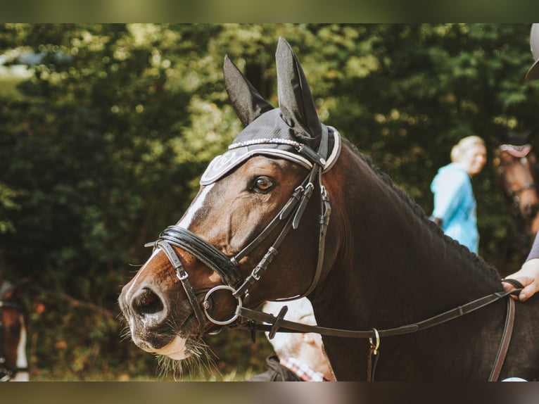 KWPN Castrone 16 Anni 165 cm Baio in Siegen