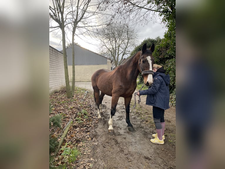 KWPN Castrone 16 Anni 165 cm Baio in Viersen