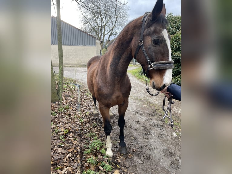 KWPN Castrone 16 Anni 165 cm Baio in Viersen