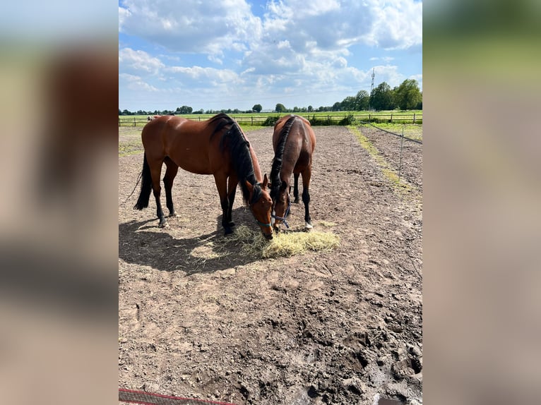 KWPN Castrone 16 Anni 165 cm Baio in Wierden