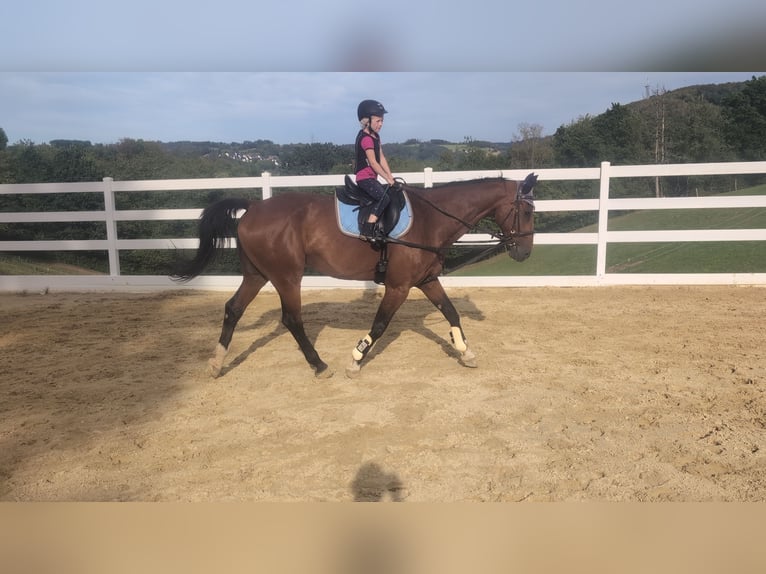 KWPN Castrone 16 Anni 166 cm Baio in Morsbach