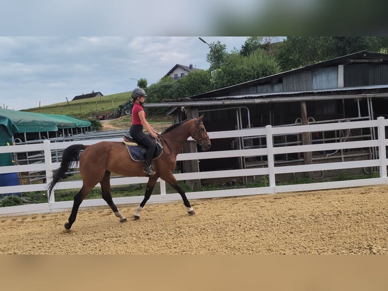 KWPN Castrone 16 Anni 166 cm Baio in Morsbach