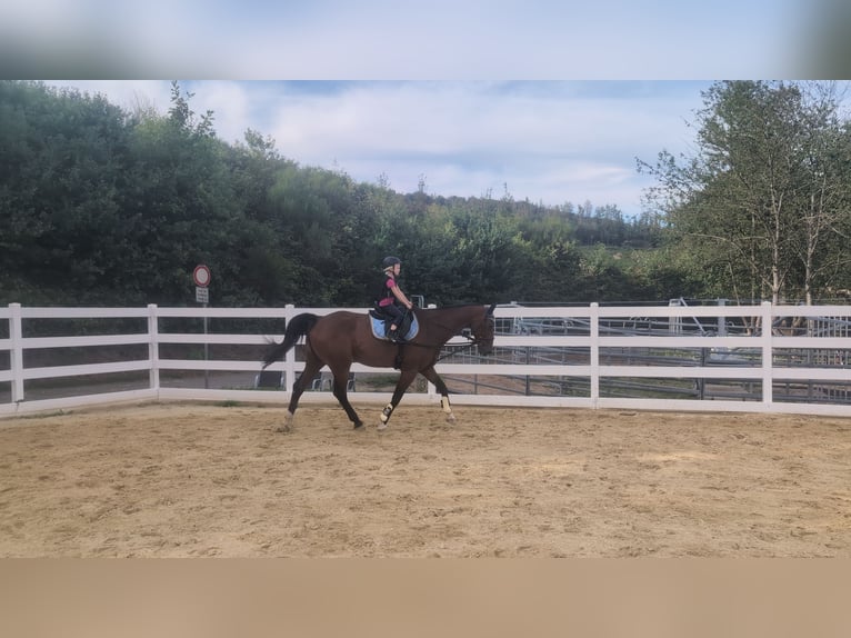 KWPN Castrone 16 Anni 166 cm Baio in Morsbach