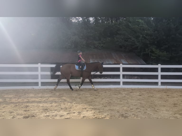 KWPN Castrone 16 Anni 166 cm Baio in Morsbach