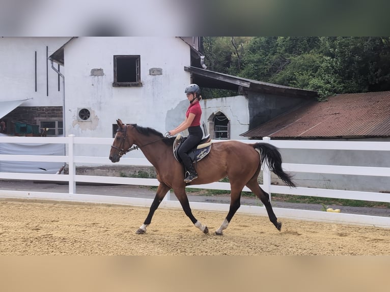 KWPN Castrone 16 Anni 166 cm Baio in Morsbach