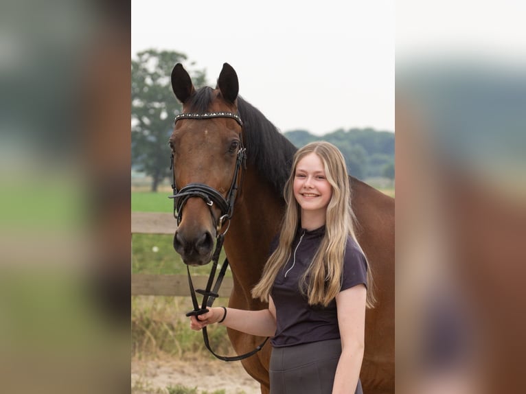 KWPN Castrone 16 Anni 167 cm Baio in Veldhoven