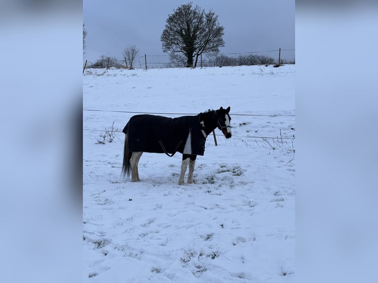 KWPN Castrone 16 Anni 168 cm Pezzato in Dörentrup