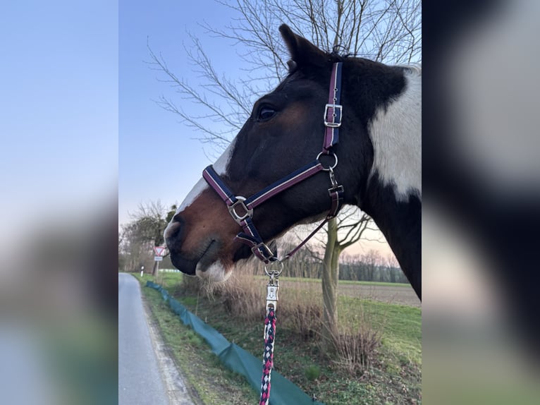 KWPN Castrone 16 Anni 168 cm Pezzato in Dörentrup