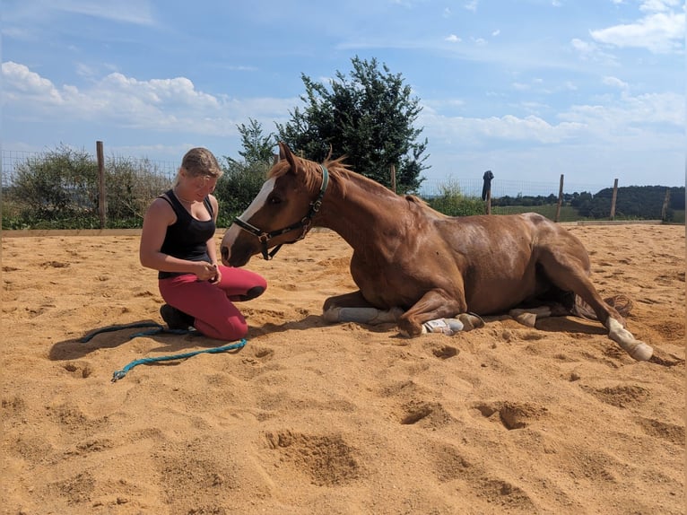 KWPN Castrone 16 Anni 170 cm Sauro in Anan