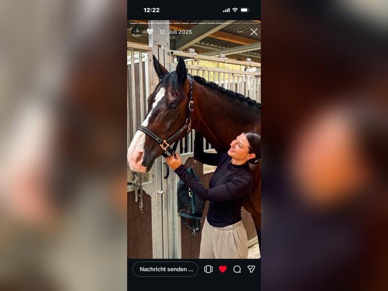 KWPN Castrone 16 Anni 173 cm Baio scuro in Grevenbroich