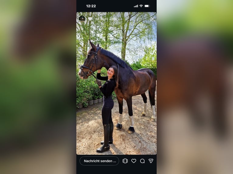 KWPN Castrone 16 Anni 173 cm Baio scuro in Grevenbroich