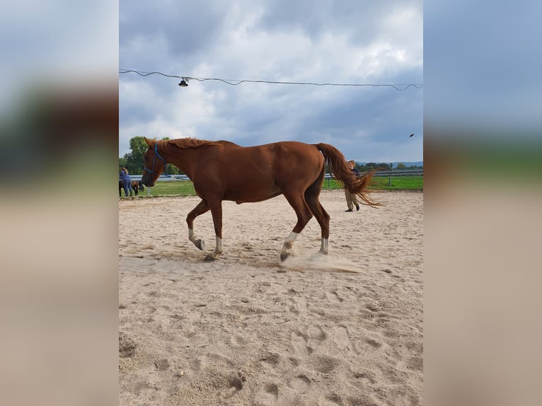 KWPN Castrone 16 Anni 173 cm Sauro in Karlsruhe