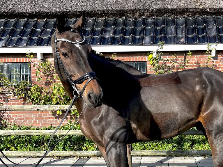 KWPN Castrone 16 Anni 174 cm Baio in Leeuwarden