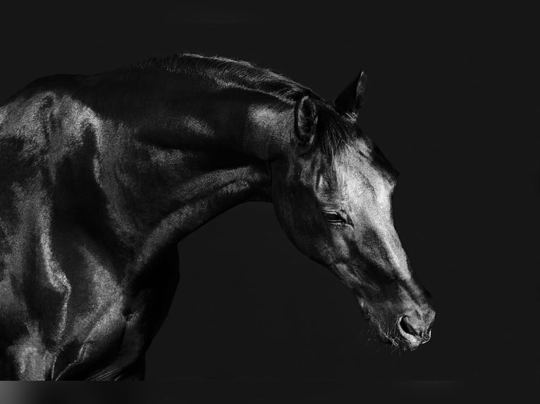KWPN Castrone 16 Anni 174 cm Baio nero in Langenboom
