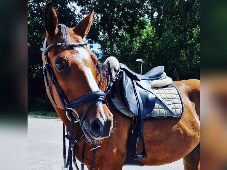 KWPN Castrone 17 Anni 165 cm Baio in Joure