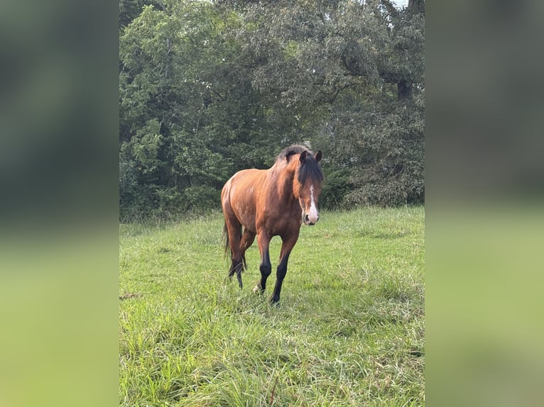 KWPN Castrone 17 Anni 165 cm Baio ciliegia in Alpharetta