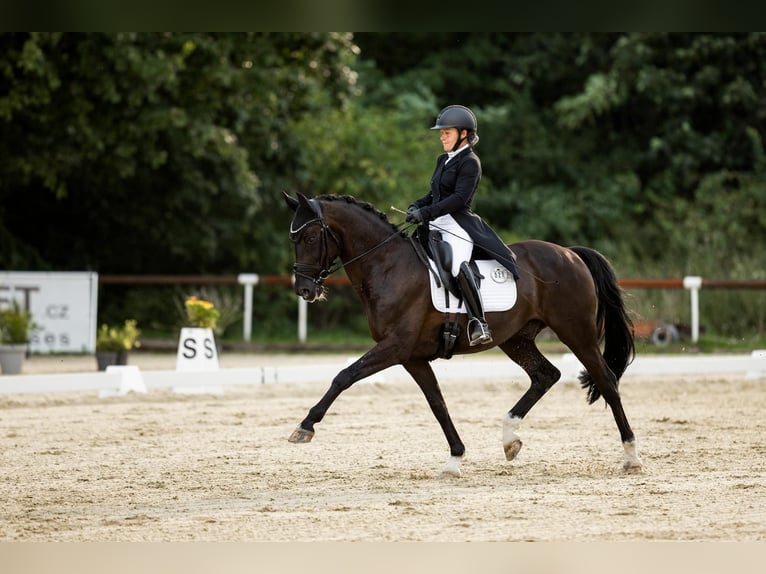 KWPN Castrone 17 Anni 168 cm Morello in Budweis