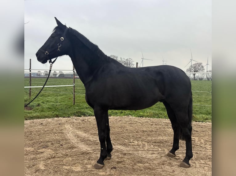 KWPN Castrone 17 Anni 170 cm Morello in Heinsberg
