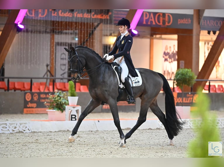 KWPN Castrone 17 Anni 172 cm Baio in Beveren