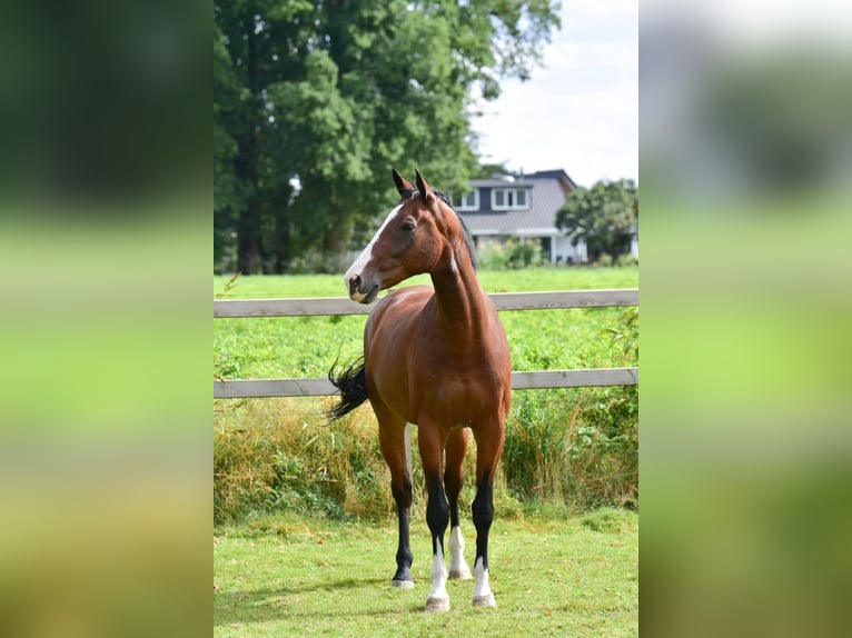 KWPN Castrone 17 Anni 172 cm Baio in Olst