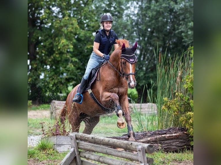 KWPN Castrone 17 Anni 174 cm Sauro in Scharendijke