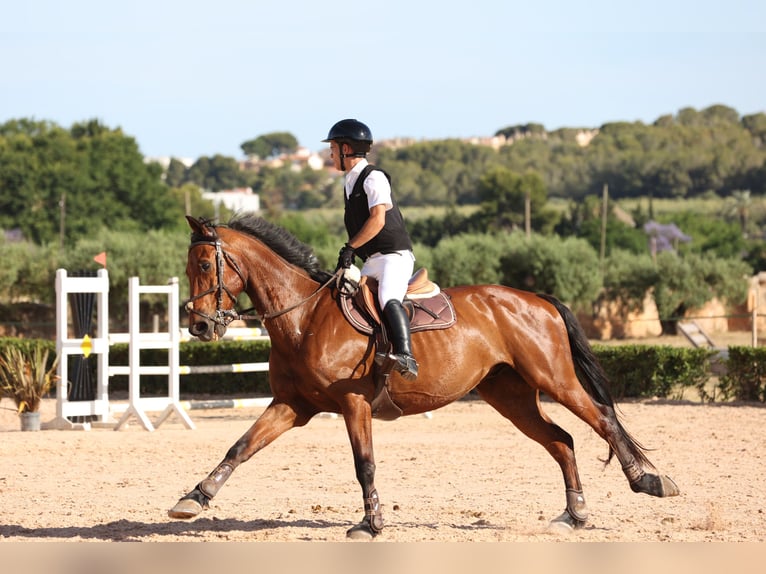KWPN Castrone 17 Anni 175 cm Baio scuro in Reus