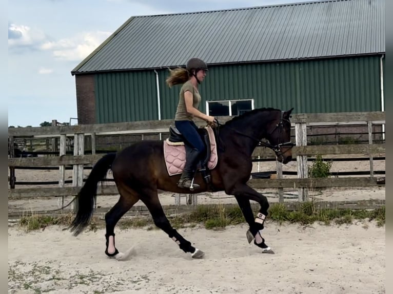 KWPN Castrone 18 Anni 167 cm Baio scuro in Barneveld