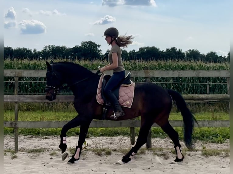 KWPN Castrone 18 Anni 167 cm Baio scuro in Barneveld