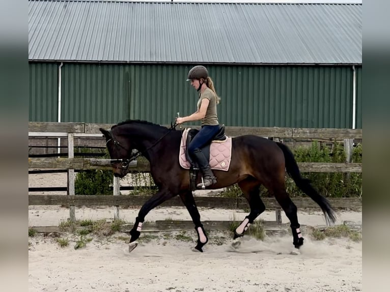 KWPN Castrone 18 Anni 167 cm Baio scuro in Barneveld