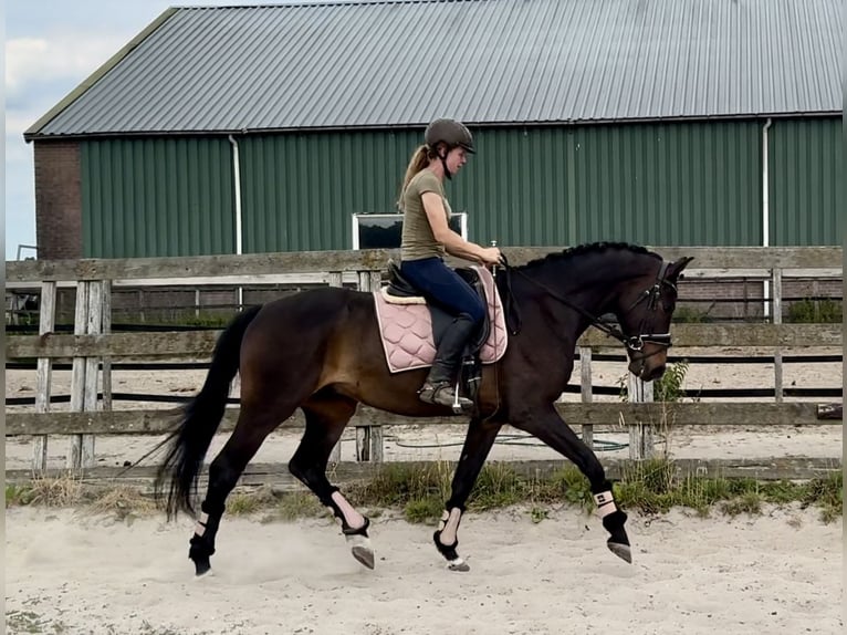KWPN Castrone 18 Anni 167 cm Baio scuro in Barneveld