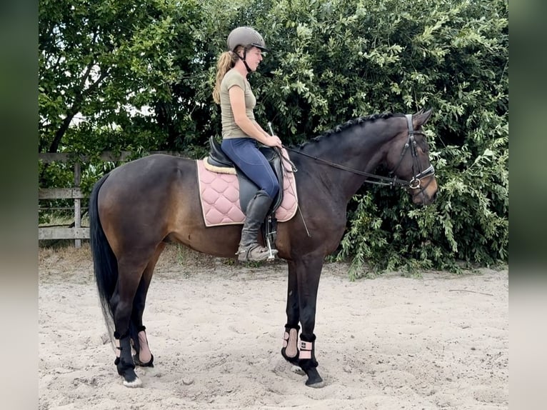 KWPN Castrone 18 Anni 167 cm Baio scuro in Barneveld