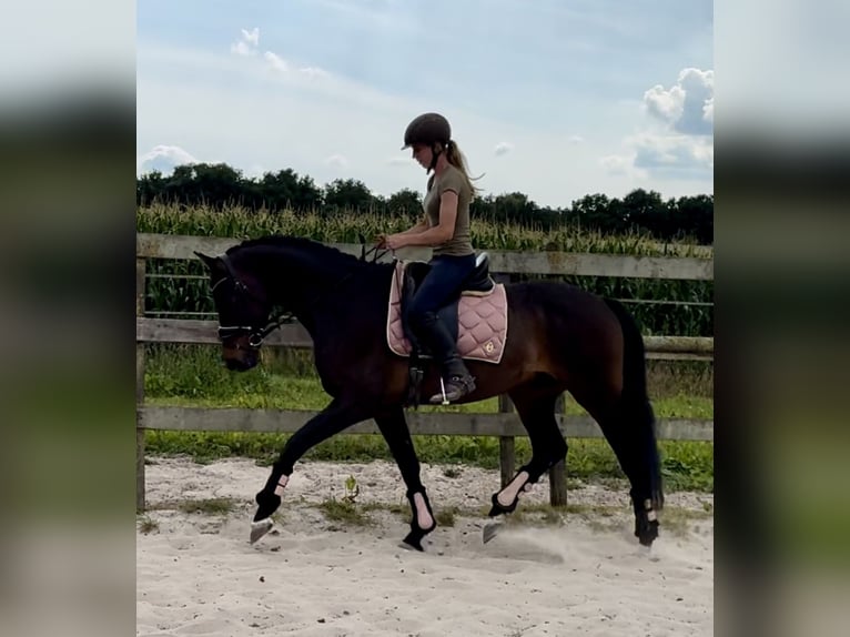KWPN Castrone 18 Anni 167 cm Baio scuro in Barneveld