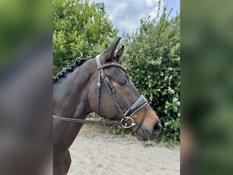 KWPN Castrone 18 Anni 167 cm Baio scuro in Barneveld