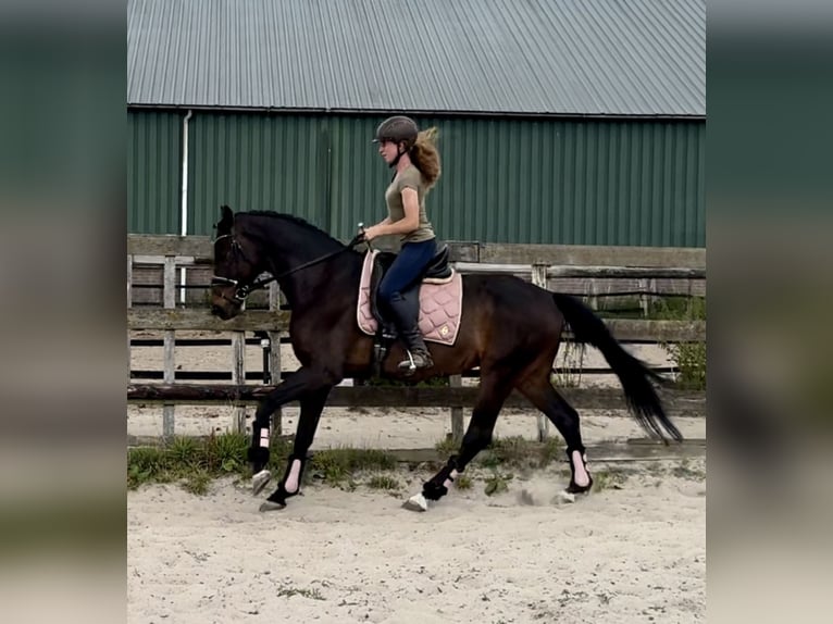 KWPN Castrone 18 Anni 167 cm Baio scuro in Barneveld