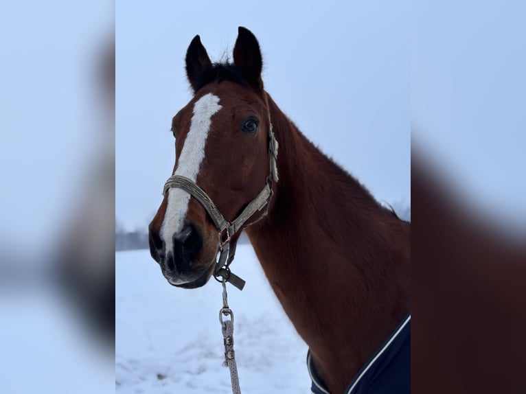 KWPN Castrone 18 Anni 170 cm Baio in Deggendorf