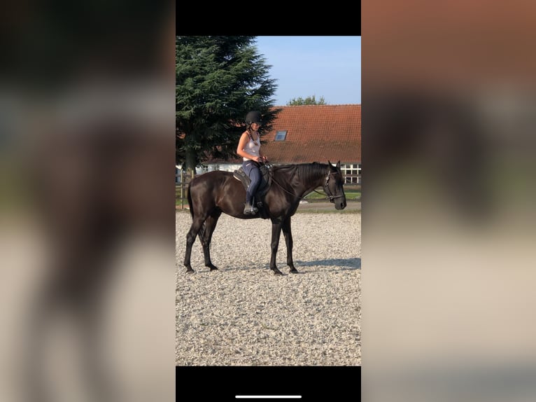 KWPN Castrone 18 Anni 170 cm Baio nero in Kelpen-Oler