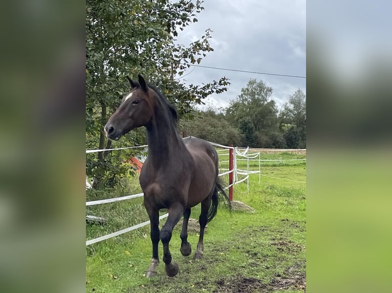 KWPN Castrone 18 Anni 170 cm Baio scuro in Lambach