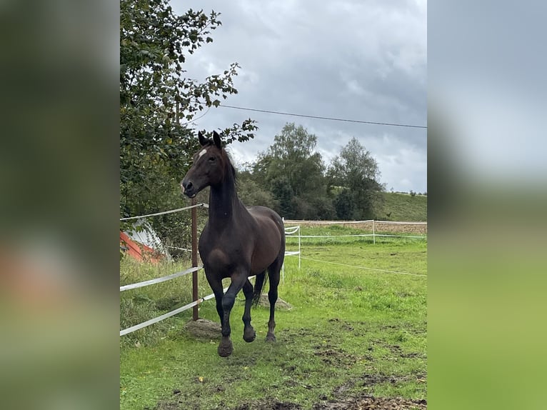 KWPN Castrone 18 Anni 170 cm Baio scuro in Lambach