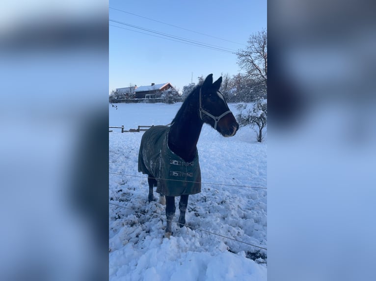 KWPN Castrone 18 Anni 170 cm Baio scuro in Lambach